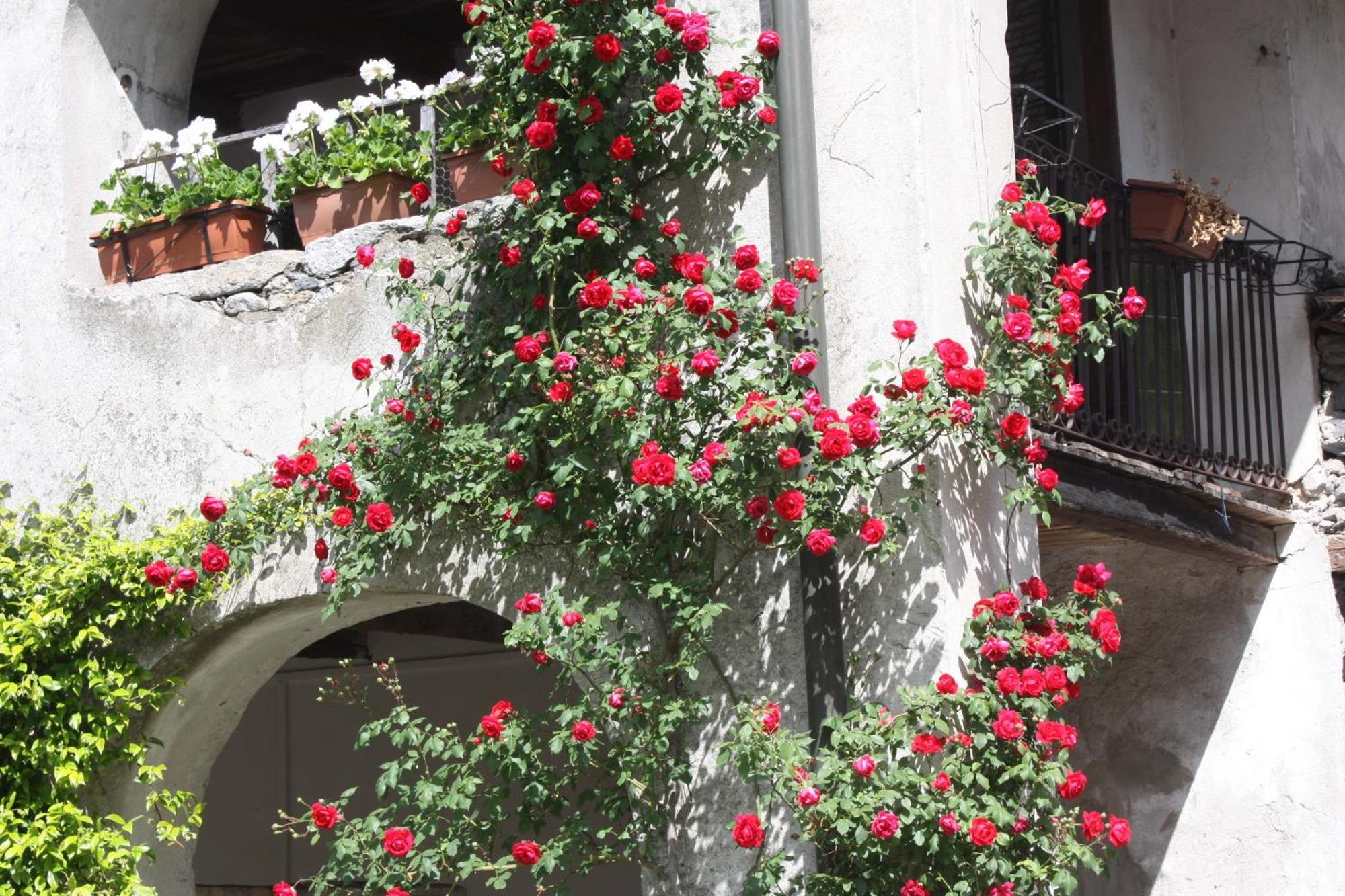 Affittacamere Casa Archi Losone Exterior foto